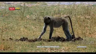 Monkey eating from elephant dung