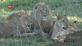 African Male Lion walking on the grass to lay down with the Lioness and grooming with the.