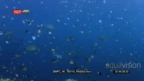 School of Damselfish pass over the reef