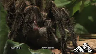 Goliath Bird-eating Spider feeding on a Pygmy Sand Mouse