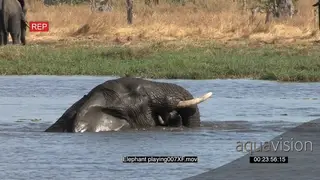 Two young elephant bulls play fighting in the Okavango Delta river