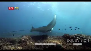 Reef manta rays swim past camera