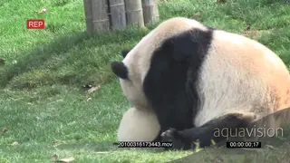 Giant Panda bear mother sitting and playing with her cub FF GENERAL BEHAVIOUR