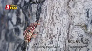 Painted reed frog laying down, breathing while inflating the vocal sac and spread webbed.