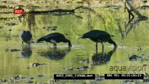 Flock of spur-winged goose feeding heads underwater