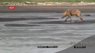Wolf hunting salmon, walking and searching around.
