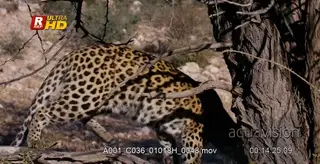 Leopard looking directly at the camera then jumps off the branch of the tree.