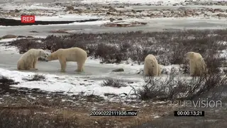 Polar bear family social behaviour grooming laying on frozen ice river patrolling area