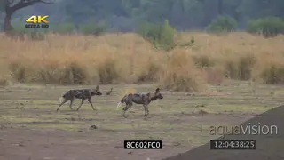 African wild dogs hunting jogging across frame patrolling
