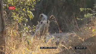 Cheetah youngsters seen through grass sitting scouting around investigating area