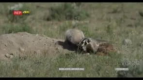 American Badger with juvenile laying down on prairie moving and looking around 2S MLS