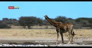 Giraffe drinking water