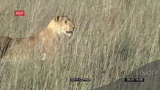 African Lioness stalking and chasing prey