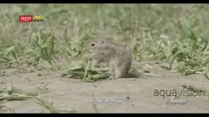 Juvenile Uninta ground squirrel standing, feedimg on grass and walking around FF PAN…
