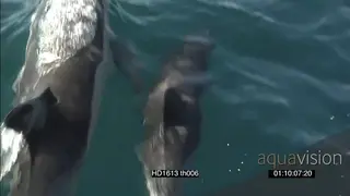 Common Dolphin porpoisng AW TRACKING