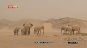 Desert elephant family with a tiny calf gathered around a waterhole wind blowing sand in.