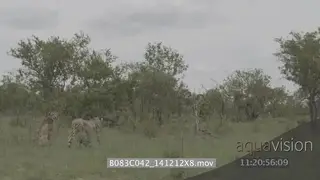 Cheetah brothers hunting stalking Warthogs grazing in the distance Shaky