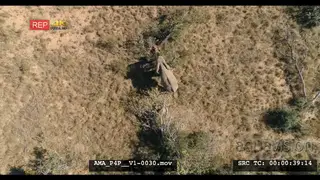 Aerial Drone African elephant and calve feeding off bushes