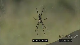 Golden orb spider on its web in bush zoom out