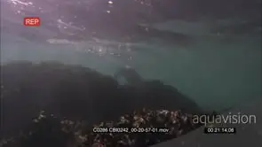 Sea otter foraging for preys on the sea floor/corals. UW, DAY.