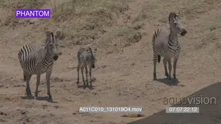 Zebras and foal standing walking LS PAN SLOWMO