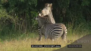 Zebra males fighting and chasing each other in dominance display