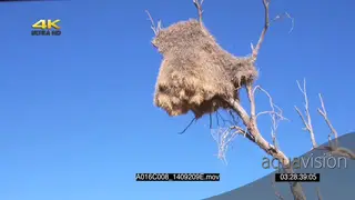 SCENIC Sociable Weaver nest tree Clear blue sky background