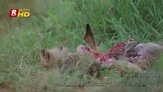 Cheetah Cub sniffing the dead carcass,looking around and walking out of frame.