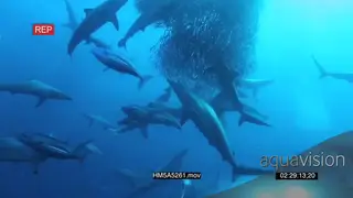 Blacktip Sharks and Skipjack tuna attacking and feeding on Sardine bait ball and diver.