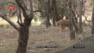 Indian Bengal Tiger walking through wooded area AmCam