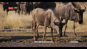 close up shot of a herd of wildebeest connochaaetes walking to the water hole