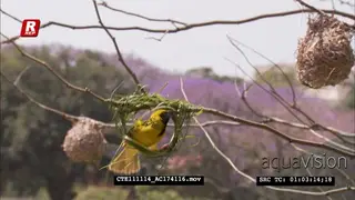 Spotted-backed Weaver male building nest CU