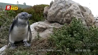 African penguin chick standing and looking around.
