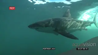 Great White Shark gently swimming around underwater in ocean passing by the camera PAN.