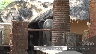 African elephant walking around Mfuwe lodge buildings