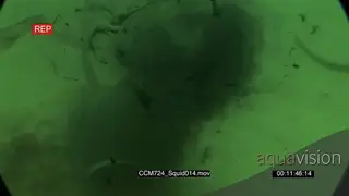 General behaviour display of Chokka Squid spraying ink to protect themselves from the.