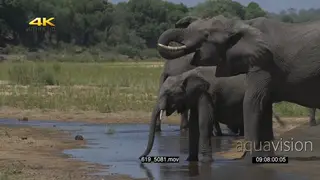 Elephant herd drinking water from a river GREEN MS PAN
