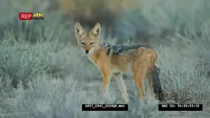 Black-backed jackal foraging and looking towards camera