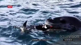 Leopard seal hunting Gentoo Penguins in Antarctica