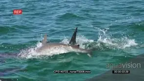 Grey Reef Shark eating and Nurse Sharks swimming around in circles HA MLS PAN HAND SLOWMO