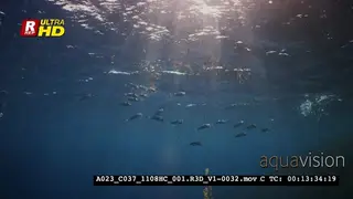 Feeding Striped Mackerels, Rastrelliger Kanagurta.
