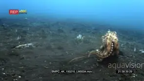 octopus, coconut octopus hides in a hallow in the sea sand