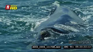 Humpback whale swimming, breathing and submerged/laying below the water surface.