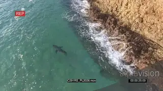 Great white shark hunting along coastline AERIAL GOOD LIGHT