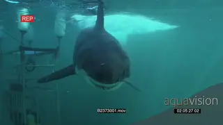 Diver in a cage filming Great White Shark swimming underwater in ocean trying to bite the.