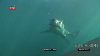 A pair of Great white sharks gently swimming underwater in ocean and one passing by.