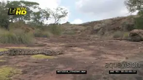 Puff Adder snake basking on a rocky outcrop MS