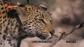 Close up front view of leopard listening and watching while on the hunt