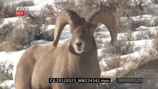 Bighorn Sheep male standing on snowy prairie looking around MS