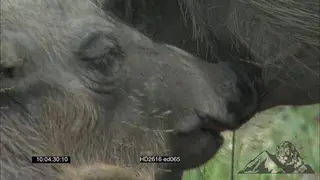 Warthog piglet suckling from mom CU